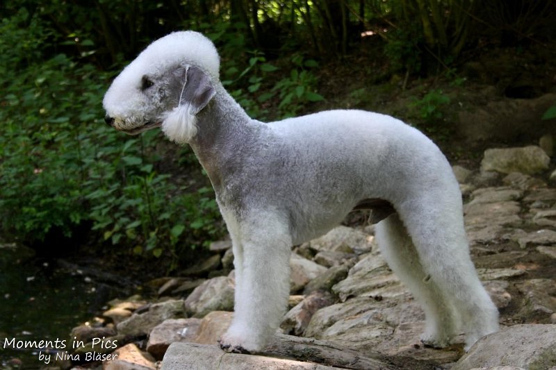 2010-05-23 Airis Blue Volshebny Svet (11)_1500x1000.jpg